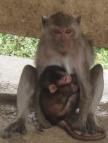 Mother Macaque and Baby.JPG (120 KB)